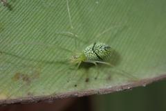 Tetragnatha squamata
