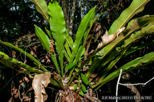 Campyloneurum phyllitidis
