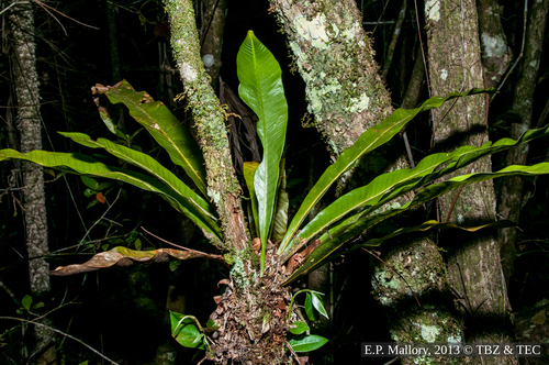 Campyloneurum phyllitidis