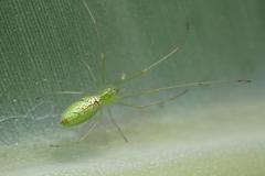 Tetragnatha squamata