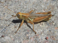 Melanoplus angustipennis
