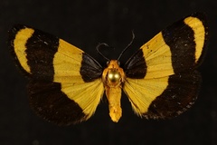 Eudesmia arida
