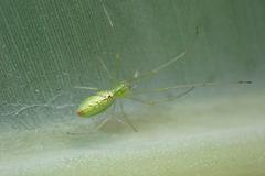 Tetragnatha squamata
