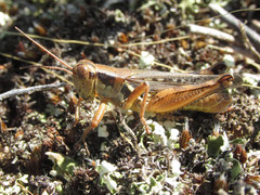 Melanoplus angustipennis