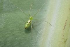 Tetragnatha squamata