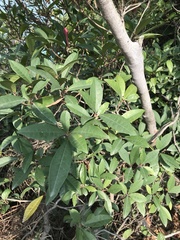 Ficus variolosa