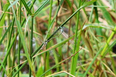 Lestes uncifer