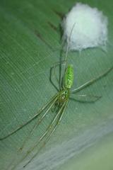 Tetragnatha squamata