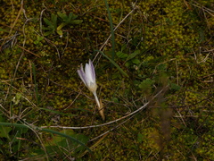 Crocus biflorus