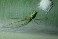 Tetragnatha squamata