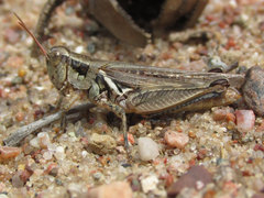 Melanoplus angustipennis