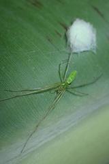 Tetragnatha squamata