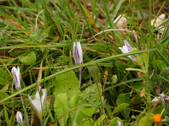 Crocus biflorus