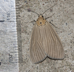 Neochera inops