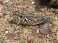 Melanoplus angustipennis