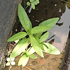 Eclipta prostrata