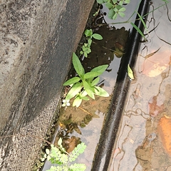 Eclipta prostrata