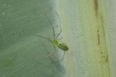 Tetragnatha squamata