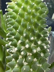 Cactaceae