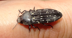 Polycestina quatuordecimmaculata