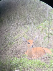 Raphicerus campestris neumanni