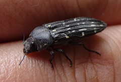 Polycestina quatuordecimmaculata