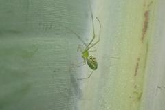 Tetragnatha squamata