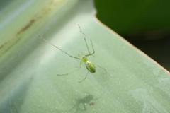 Tetragnatha squamata