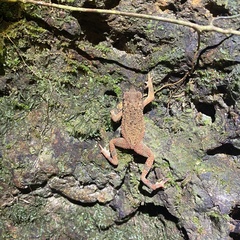 Ingerophrynus parvus