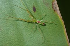 Tetragnatha squamata