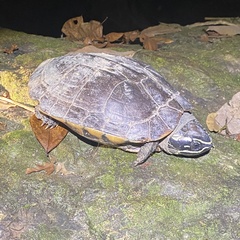 Malayemys macrocephala
