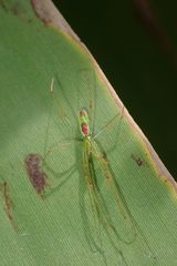 Tetragnatha squamata
