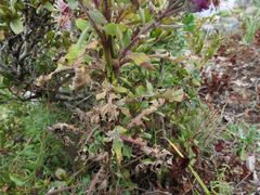 Saussurea neopulchella