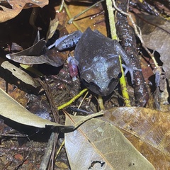 Leptobrachium hendricksoni