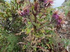 Saussurea neopulchella