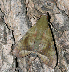 Nephele hespera