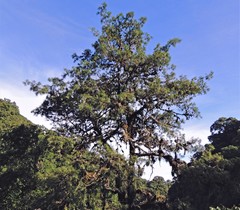 Podocarpus parlatorei