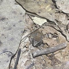 Limnonectes hascheanus