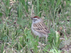 Spizella passerina