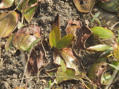 Potamogeton wrightii