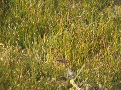 Eleocharis yokoscensis