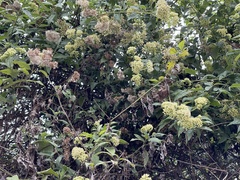 Microglossa pyrifolia