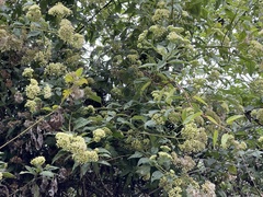 Microglossa pyrifolia