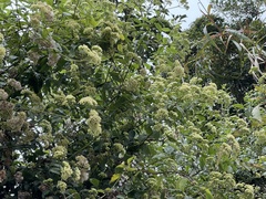 Microglossa pyrifolia