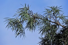 Podocarpus parlatorei