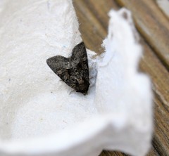 Oligia strigilis
