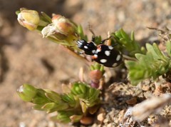 Eriopis magellanica