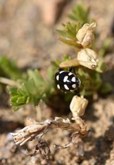 Eriopis magellanica