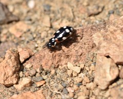 Eriopis magellanica