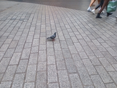 Columba livia domestica